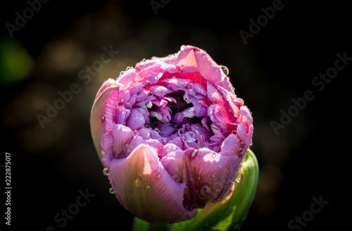 purple tulips