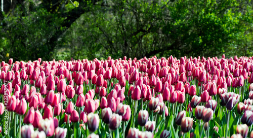pink tulips