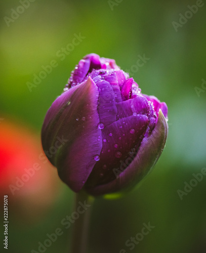 tulip in garden