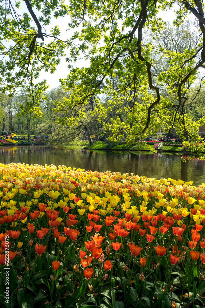 Obraz premium Netherlands,Lisse, SCENIC VIEW OF LAKE IN PARK