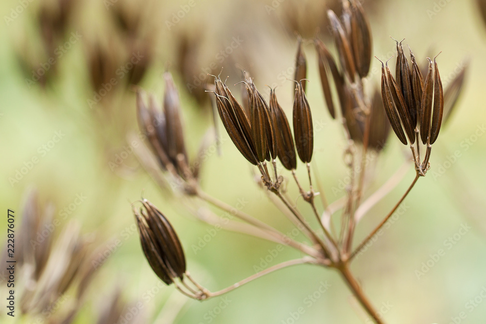 dry autumn plant with funny seeds in the field or on a meadow dry autumn plant with funny seeds in the field or on a meadow