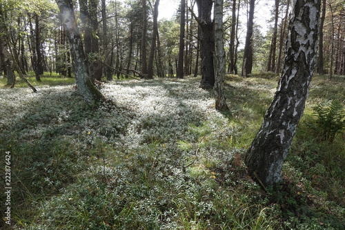  Otternhagener Moor im Herbst,Niedersachsen,Deutschland. photo