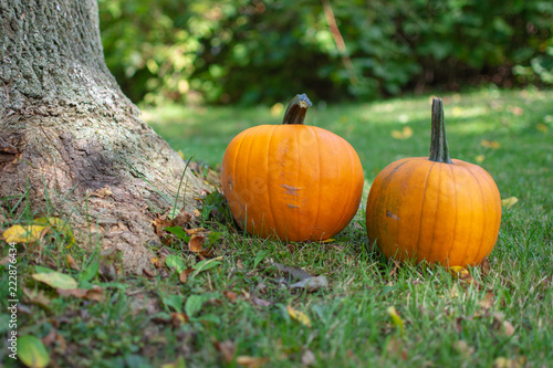 Pumpkins on Green Grass and Leaves Next to a Tree