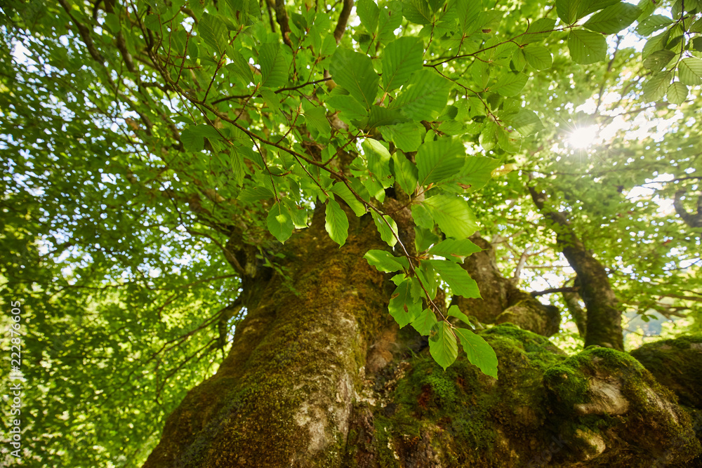 Fototapeta premium Big beech tree