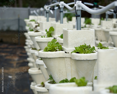 Hydroponic garden with lettuce