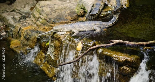 Gharial Crocodile in a river