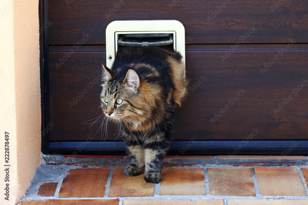 Katze Weigert Sich Durch Katzenklappe Zu Gehen stock.adobe.com