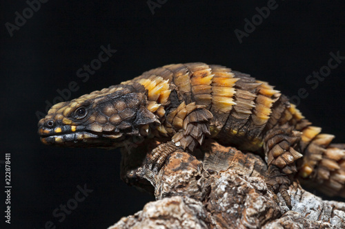 Armadillo girdled lizard Cordylus cataphractus