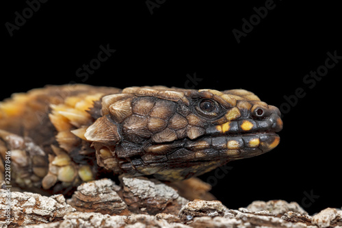 Armadillo girdled lizard Cordylus cataphractus