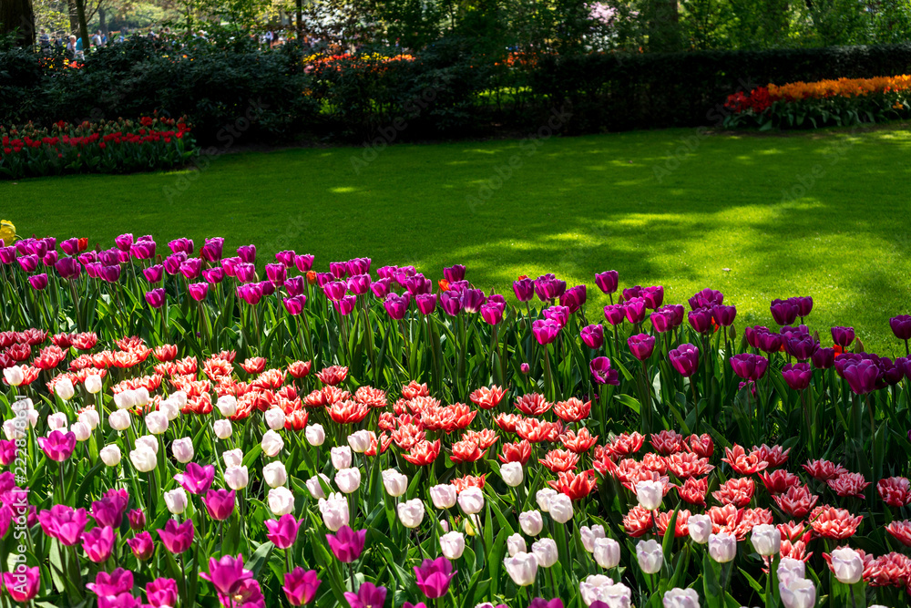 Netherlands,Lisse, a close up of a flower garden