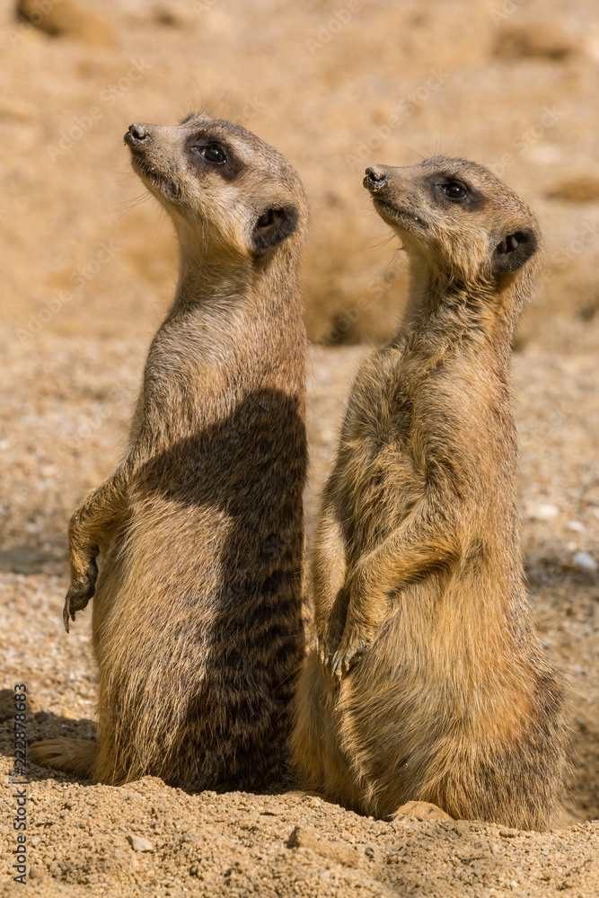 Suricate standing on a watch observing for danger Suricate standing on a watch observing for danger