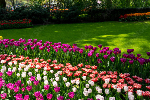 Netherlands,Lisse, a close up of a flower garden