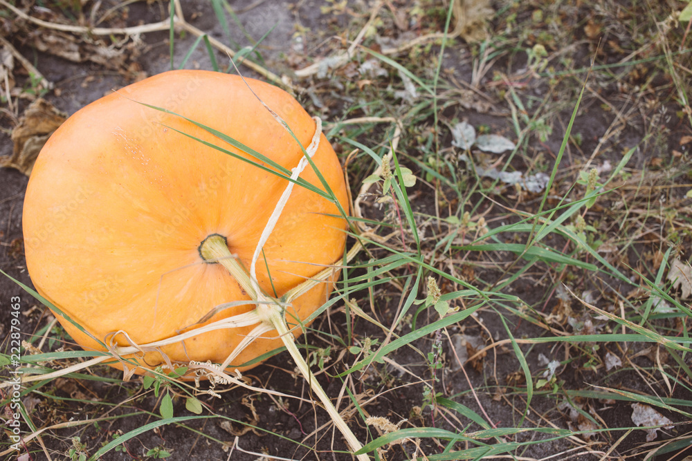 Big orange pumpkins growing in the garden, harvest season Big orange pumpkins growing in the garden, harvest season