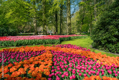 Super colorful tulips blossom in the famous Keukenhof