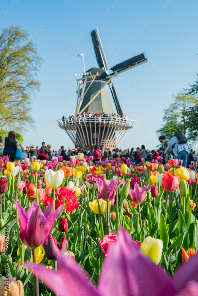 Super colorful tulips blossom in the famous Keukenhof