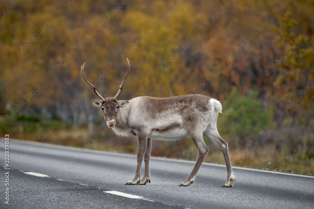 Fototapeta premium Reindeer standing on the road - (rangifer tarandus)