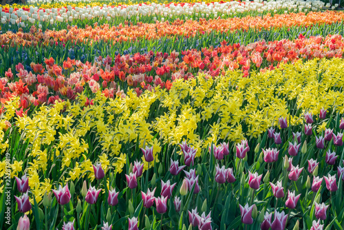 Wallpaper Mural Super colorful tulips blossom in the famous Keukenhof Torontodigital.ca