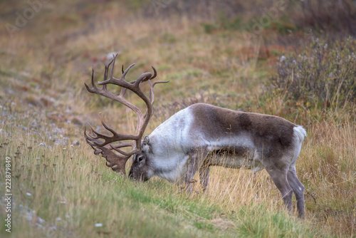 Male reindeer with huge antlers eating grass - (rangifer tarandus) - close up