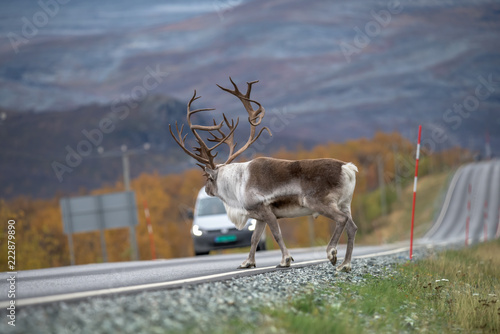 Reindeer with big antlers entering on the road - danger for travelers photo