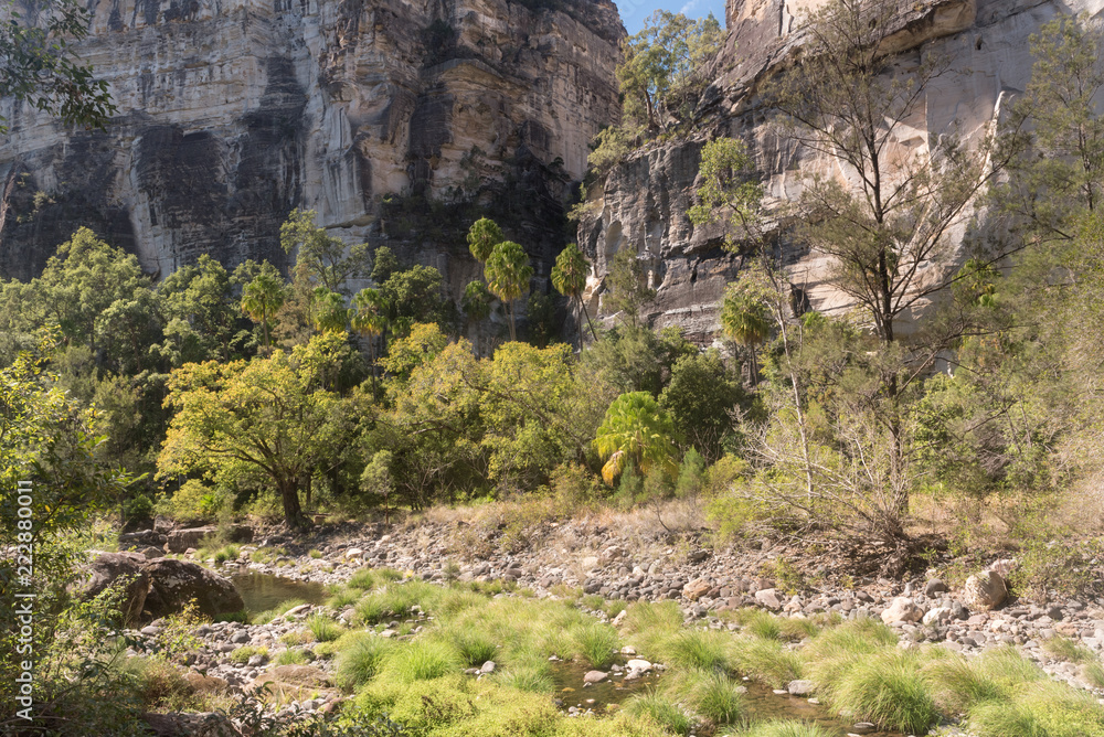 The river flowing through the forested floor of the Carnarvon Gorge, with the sandstone walls of the gorge in the background. Queensland, Australia.