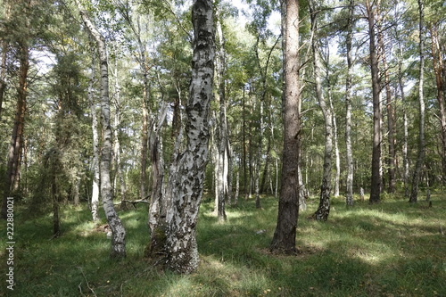 Birken im Otternhagener Moor. photo