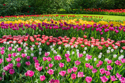 Wallpaper Mural Super colorful tulips blossom in the famous Keukenhof Torontodigital.ca