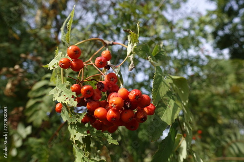 Beeren im Otternhagener Moor. photo