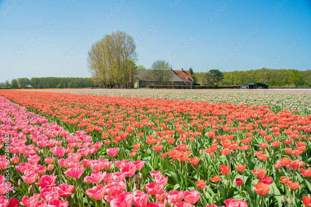 Tulips farm blossom near the famous Keukenhof Tulips farm blossom near the famous Keukenhof