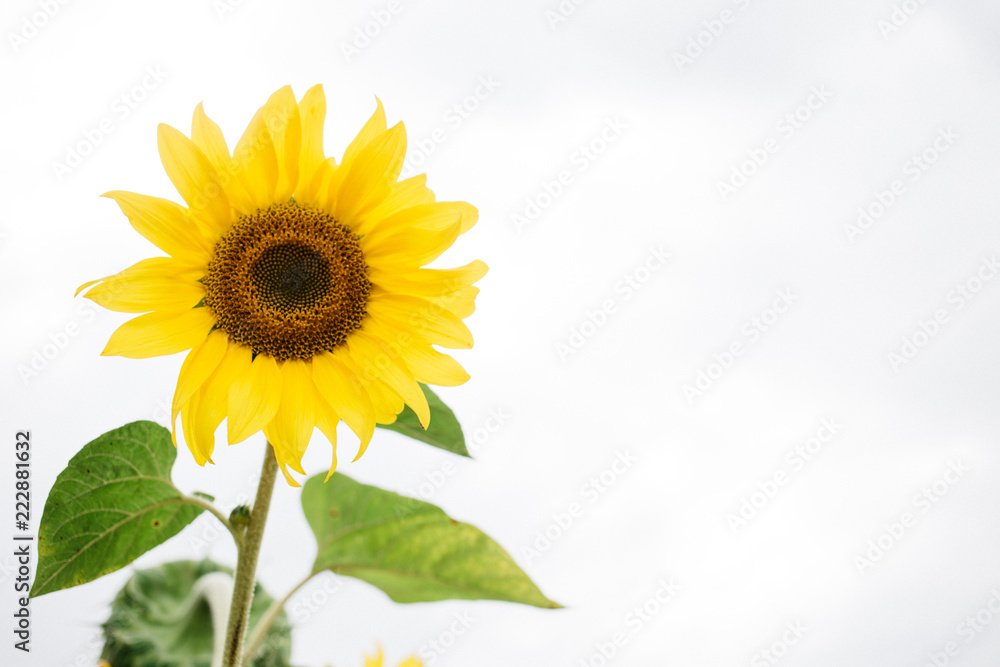 Fototapeta premium sunflower in the field, close up, copy space