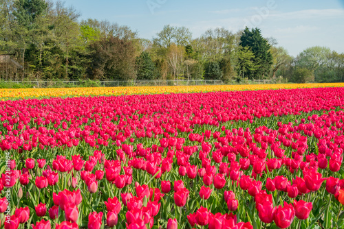Super colorful tulips farm blossom around Leiden country side