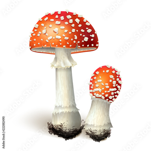 Amanita Mushrooms Isolated on white