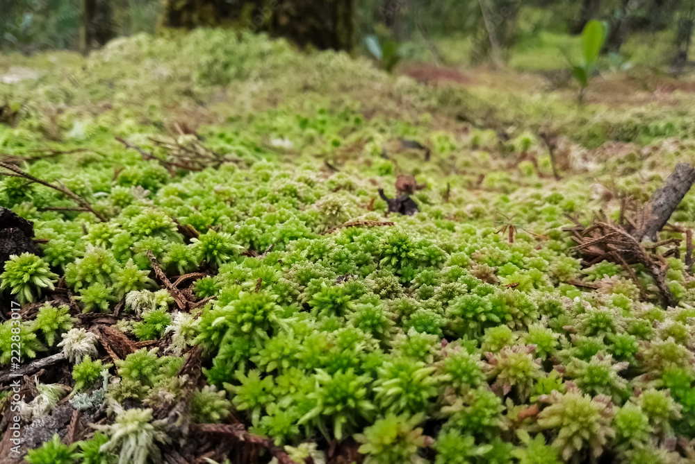 Detail of a cloudy forest floor covered with a layer of green and white moss with organic material and leaf litter