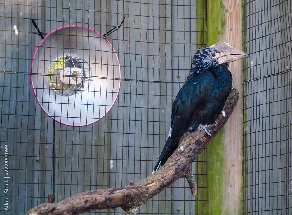 African Hornbill bird in captivity with Heat Lamp Stock Photo | Adobe Stock