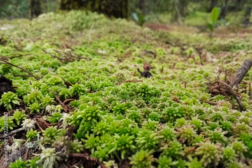 Detail of a cloudy forest floor covered with a layer of green and white moss with organic material and leaf litter