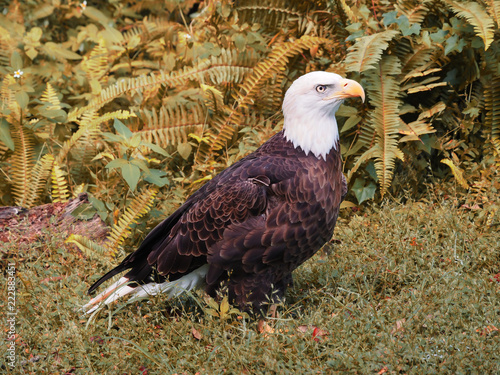Eagle on ground with Fall-colored Leaves