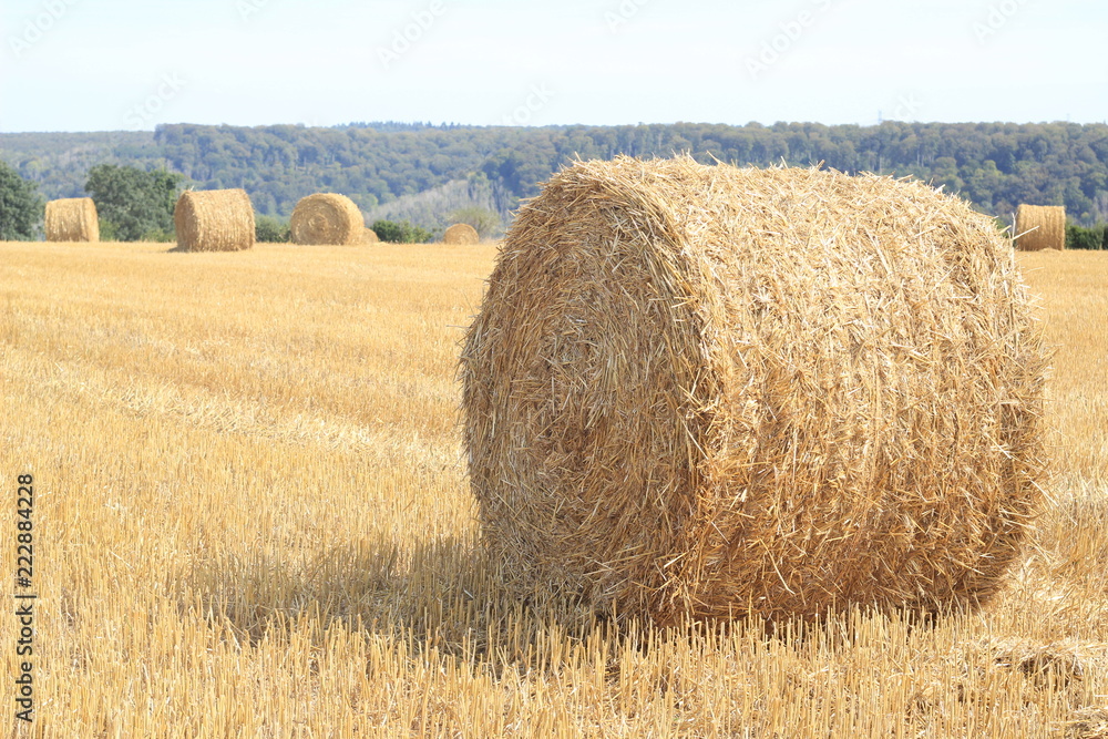 Hay at harvest
