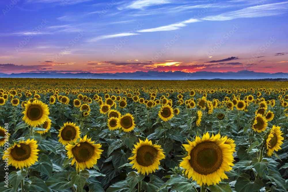 Sunset Over Sunflower Fields of Colorado