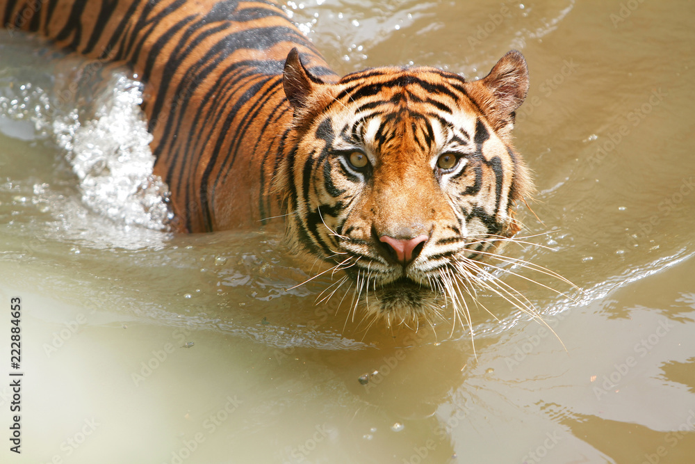 Naklejka premium Maung 4