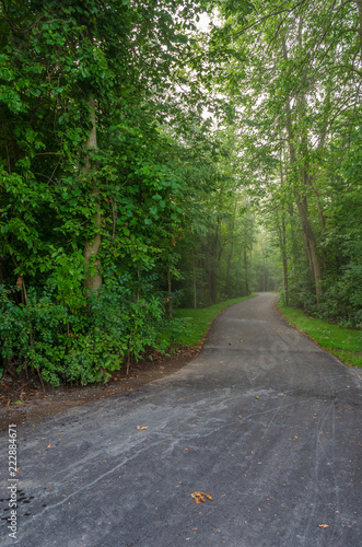 Paved road winding through the forest on a foggy morning.