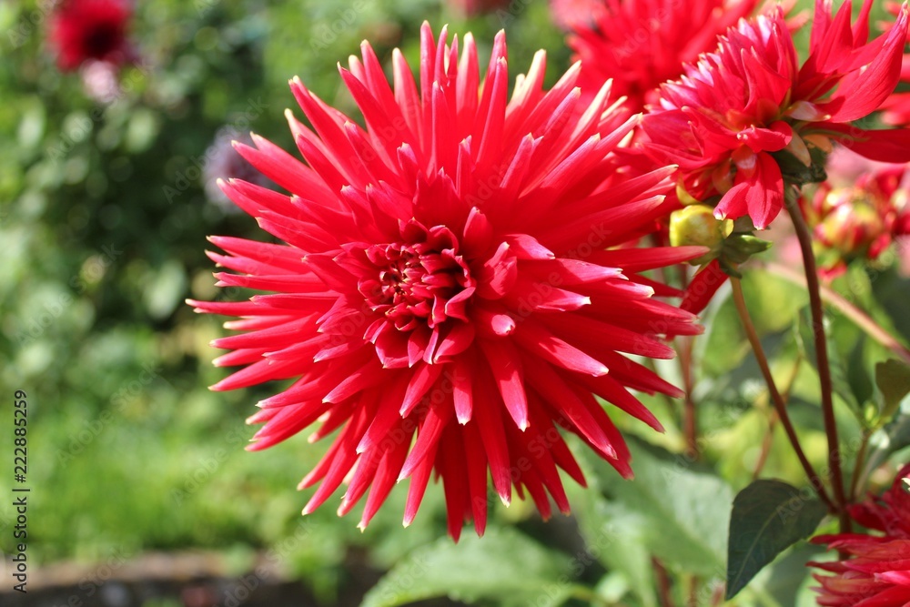 Rote Dahlie in voller Blüte Rote Dahlie in voller Blüte