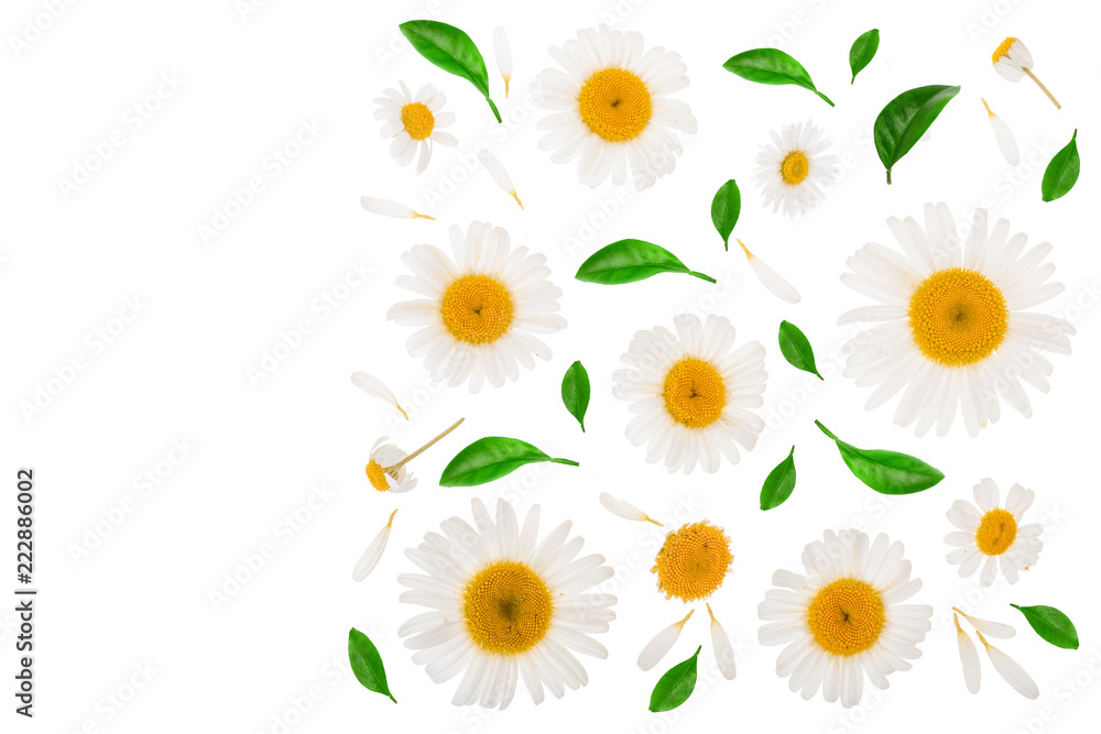 Fototapeta premium chamomile or daisies isolated on white background with copy space for your text. Top view. Flat lay