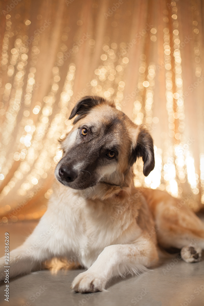 curious dog on gold curious dog on gold