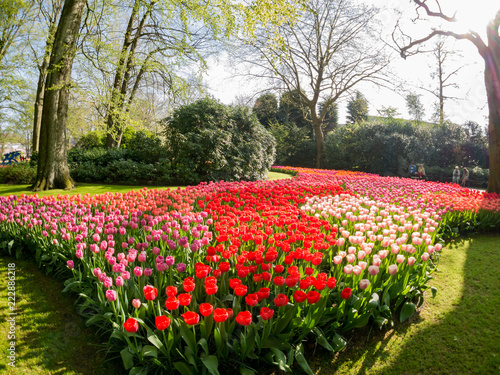 Wallpaper Mural Super colorful tulips blossom in the famous Keukenhof Torontodigital.ca