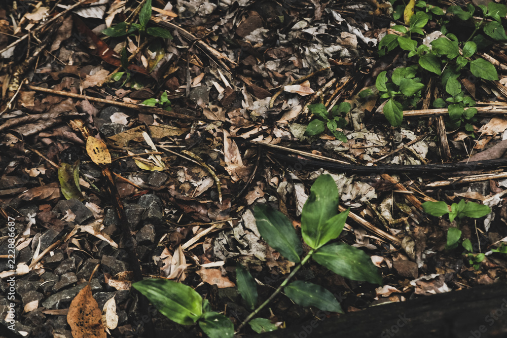 Natural Concept. Earth and Plants Growing. Natural Background Natural Concept. Earth and Plants Growing. Natural Background