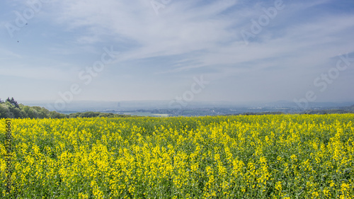 Sunny agriculture farming of rape oil © Binder Medienagentur