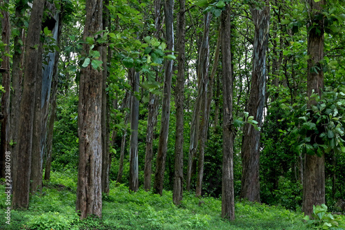 Teak  Tectona grandis  forest