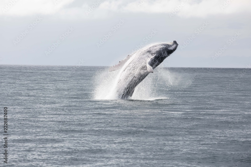 Fototapeta premium Saludo de la Ballena
