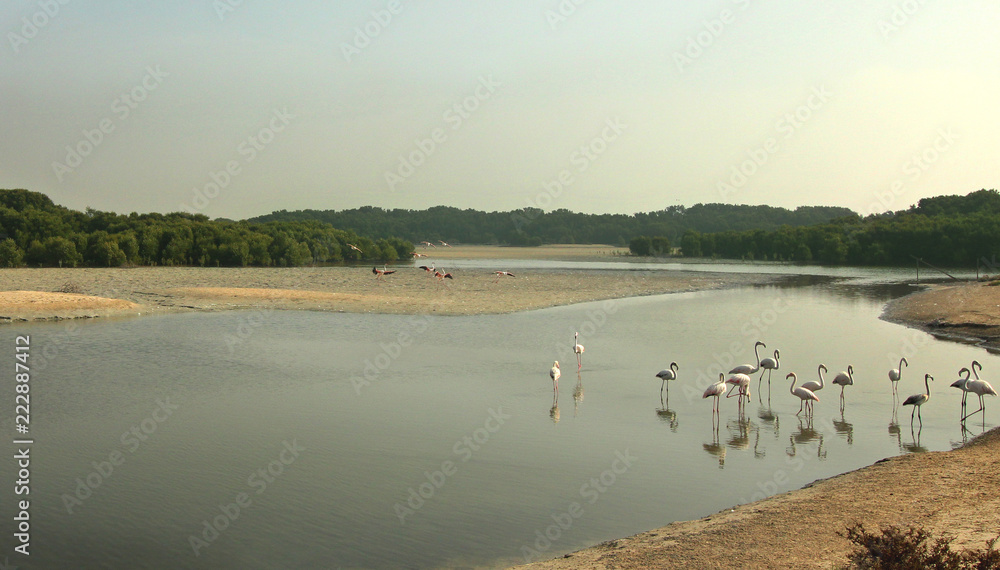 greater flamingo birds at the lake greater flamingo birds at the lake