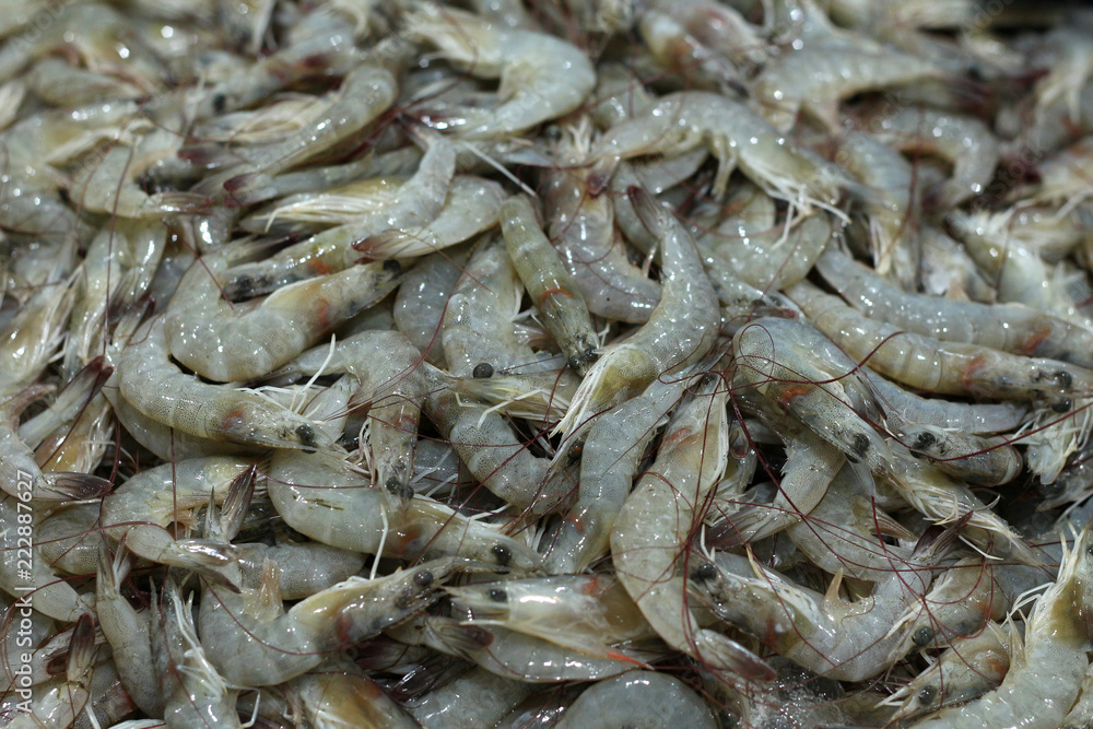 shrimps for sell