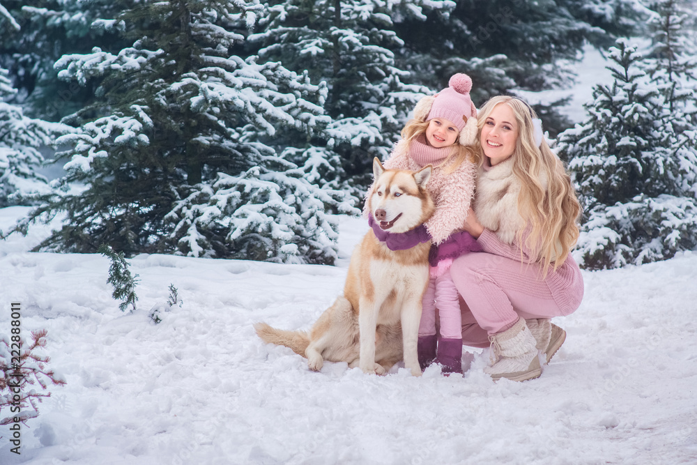 Fototapeta premium Mom and daughter walking a dog of the Husky breed in a snowy park